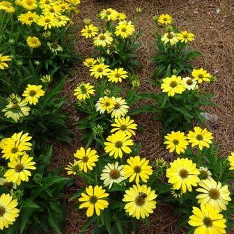 Echinacea 'Balsomsolst' ~ Sombrero® Summer Solstice Coneflower-ServeScape
