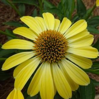 Echinacea 'Balsomsolst' ~ Sombrero® Summer Solstice Coneflower-ServeScape
