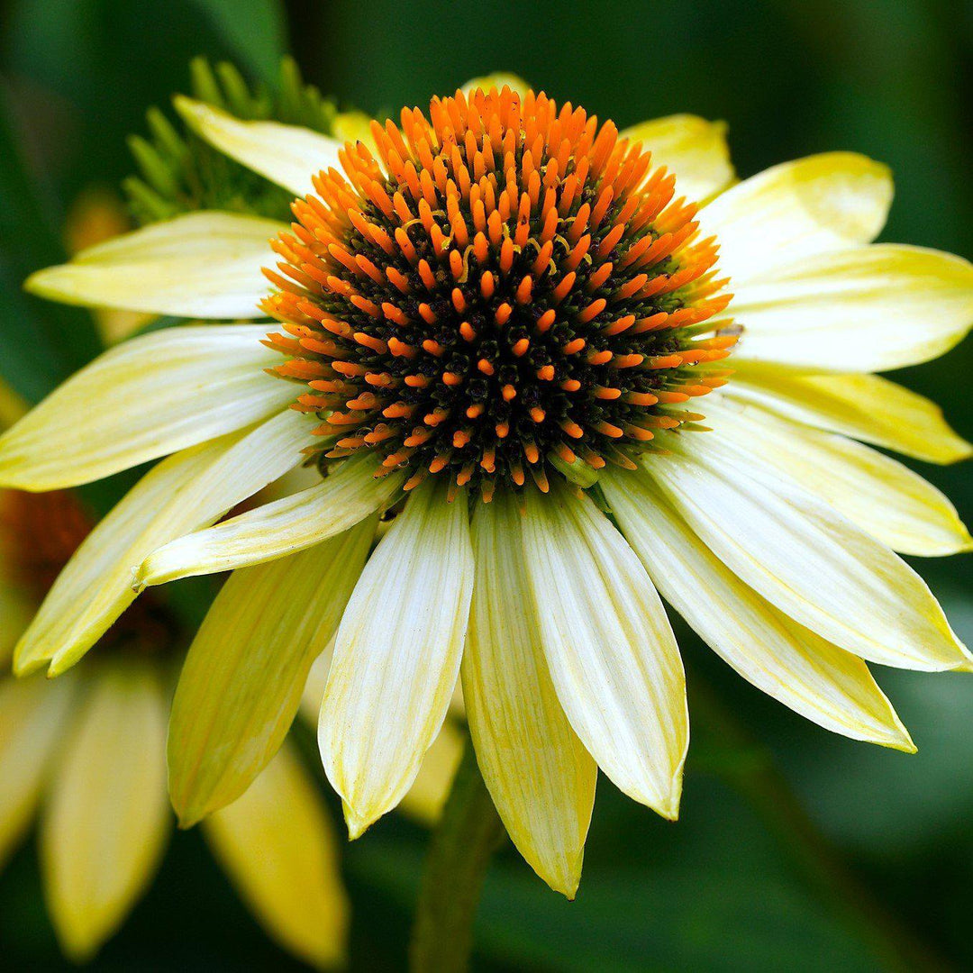 Echinacea 'Cleopatra' ~ Cleopatra Echinacea, Coneflower-ServeScape