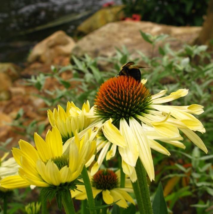 Echinacea 'Cleopatra' ~ Cleopatra Echinacea, Coneflower-ServeScape