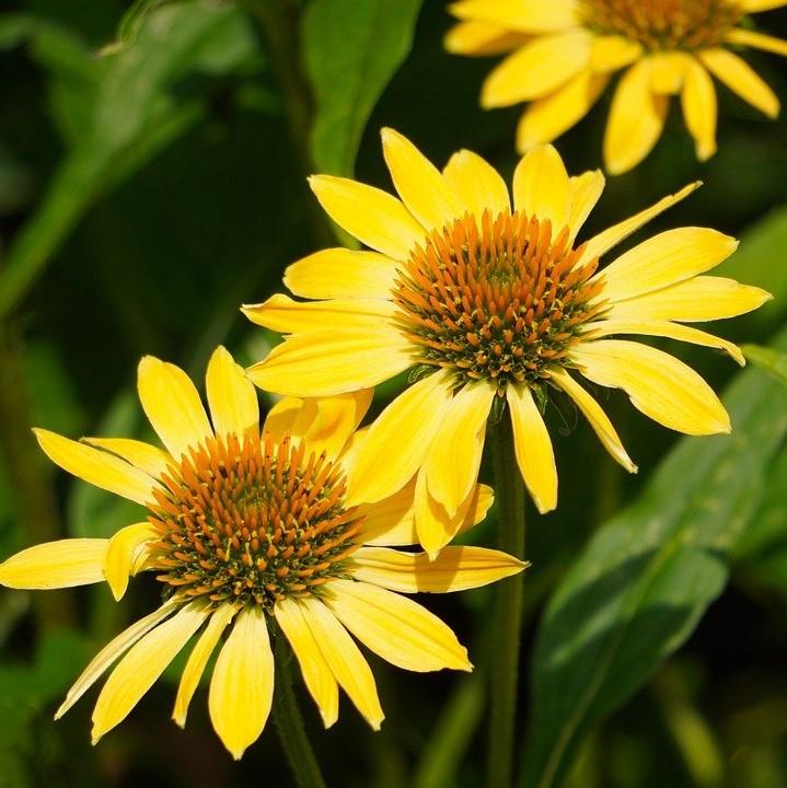Echinacea 'Cleopatra' ~ Cleopatra Echinacea, Coneflower-ServeScape