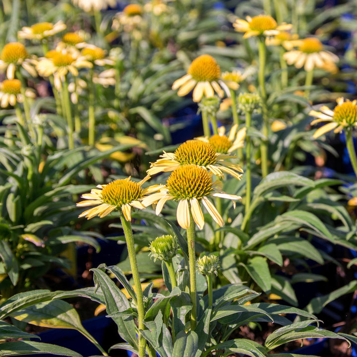 Echinacea 'Cleopatra' ~ Cleopatra Echinacea, Coneflower-ServeScape