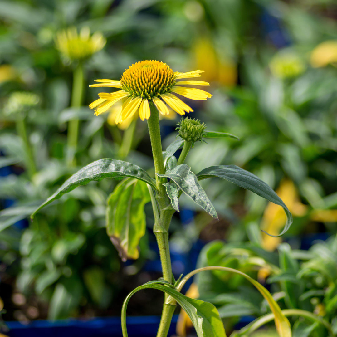 Echinacea 'Cleopatra' ~ Cleopatra Echinacea, Coneflower-ServeScape