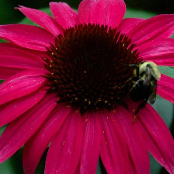 Echinacea 'Emily Saul' PP18768 ~ Big Sky™ After Midnight Echinacea-ServeScape