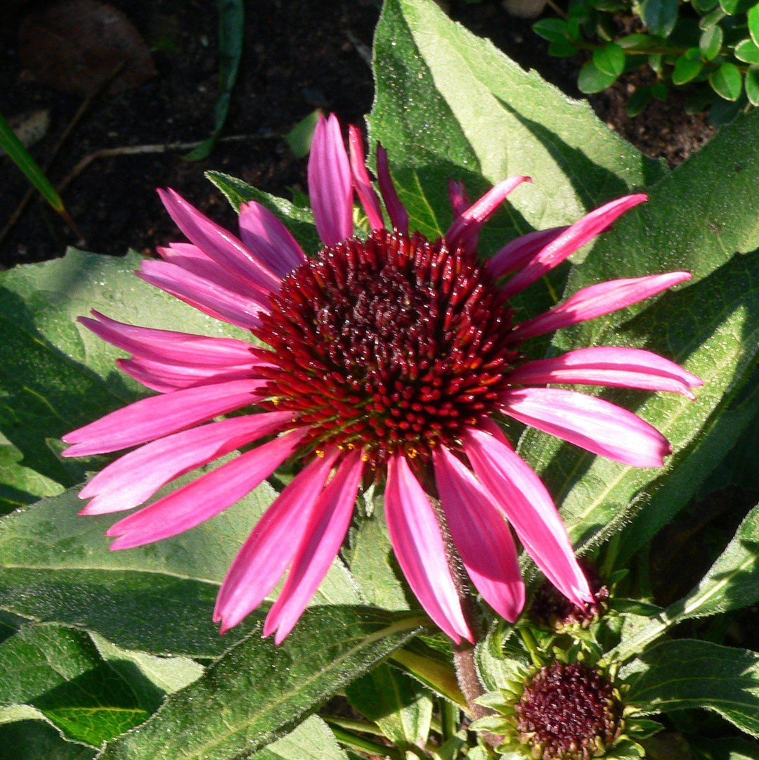 Echinacea 'Emily Saul' PP18768 ~ Big Sky™ After Midnight Echinacea-ServeScape