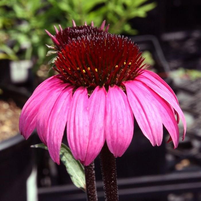 Echinacea 'Emily Saul' PP18768 ~ Big Sky™ After Midnight Echinacea-ServeScape