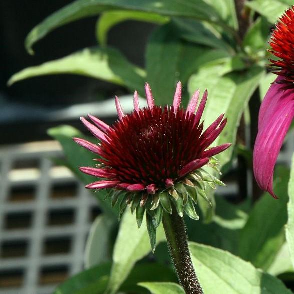 Echinacea 'Emily Saul' PP18768 ~ Big Sky™ After Midnight Echinacea-ServeScape
