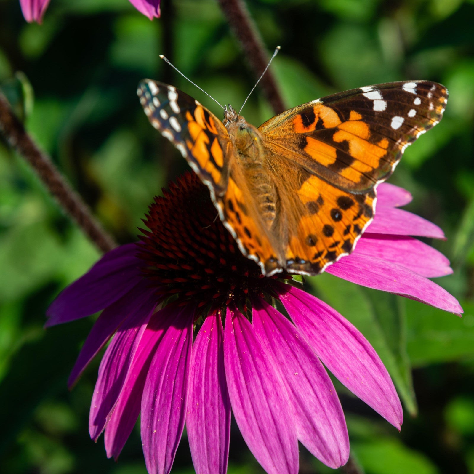 Echinacea 'Emily Saul' PP18768 ~ Big Sky™ After Midnight Echinacea - Delivered By ServeScape