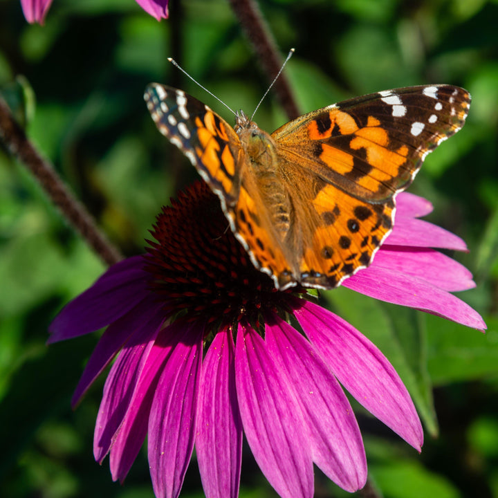 Echinacea 'Emily Saul' PP18768 ~ Big Sky™ After Midnight Echinacea - Delivered By ServeScape