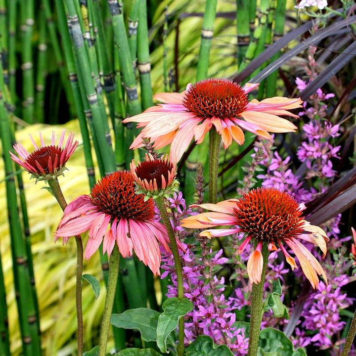 Echinacea 'Evan Saul' PP17659 ~ Big Sky™ Sundown Echinacea-ServeScape