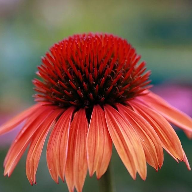 Echinacea 'Evan Saul' PP17659 ~ Big Sky™ Sundown Echinacea-ServeScape