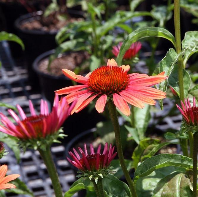 Echinacea 'Evan Saul' PP17659 ~ Big Sky™ Sundown Echinacea-ServeScape