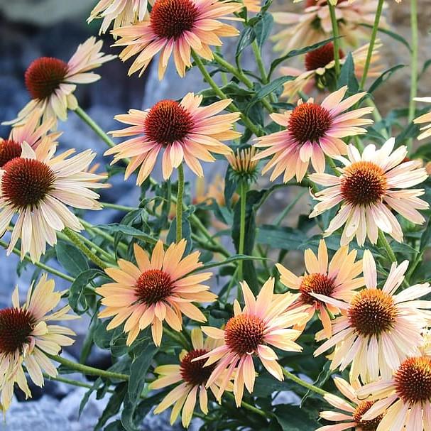 Echinacea 'Evening Glow' ~ Evening Glow Echinacea, Coneflower-ServeScape