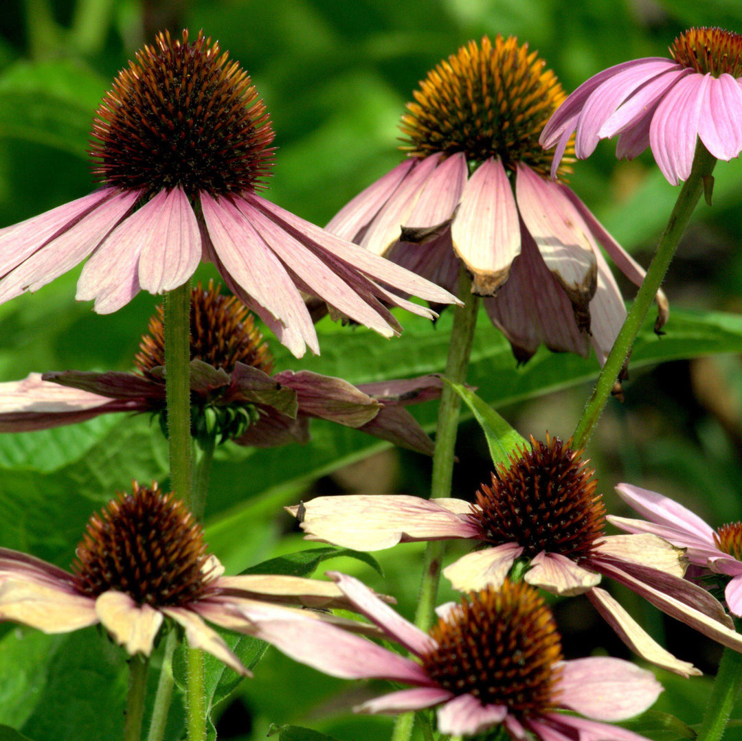 Echinacea 'Evening Glow' ~ Evening Glow Echinacea, Coneflower-ServeScape