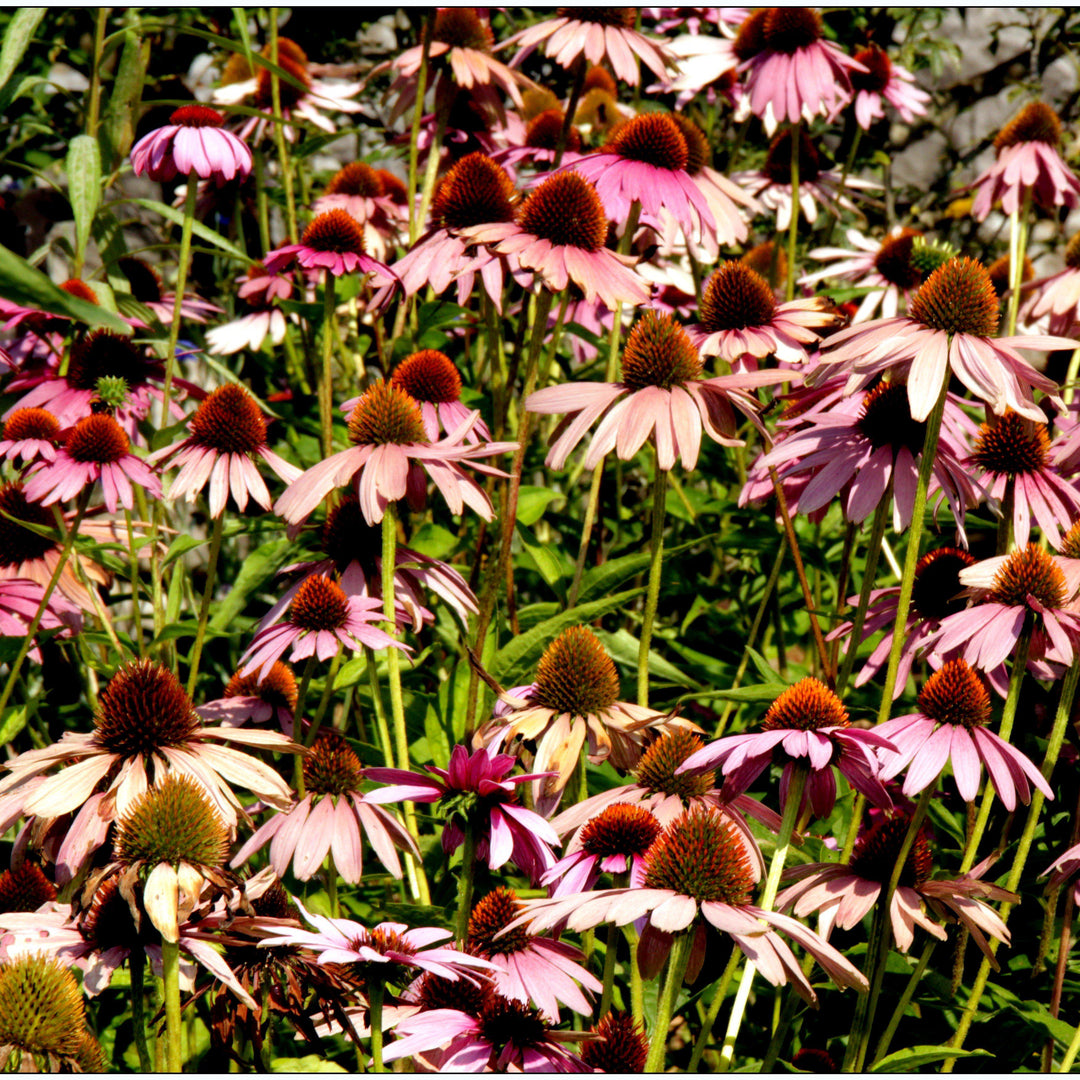 Echinacea 'Evening Glow' ~ Evening Glow Echinacea, Coneflower-ServeScape