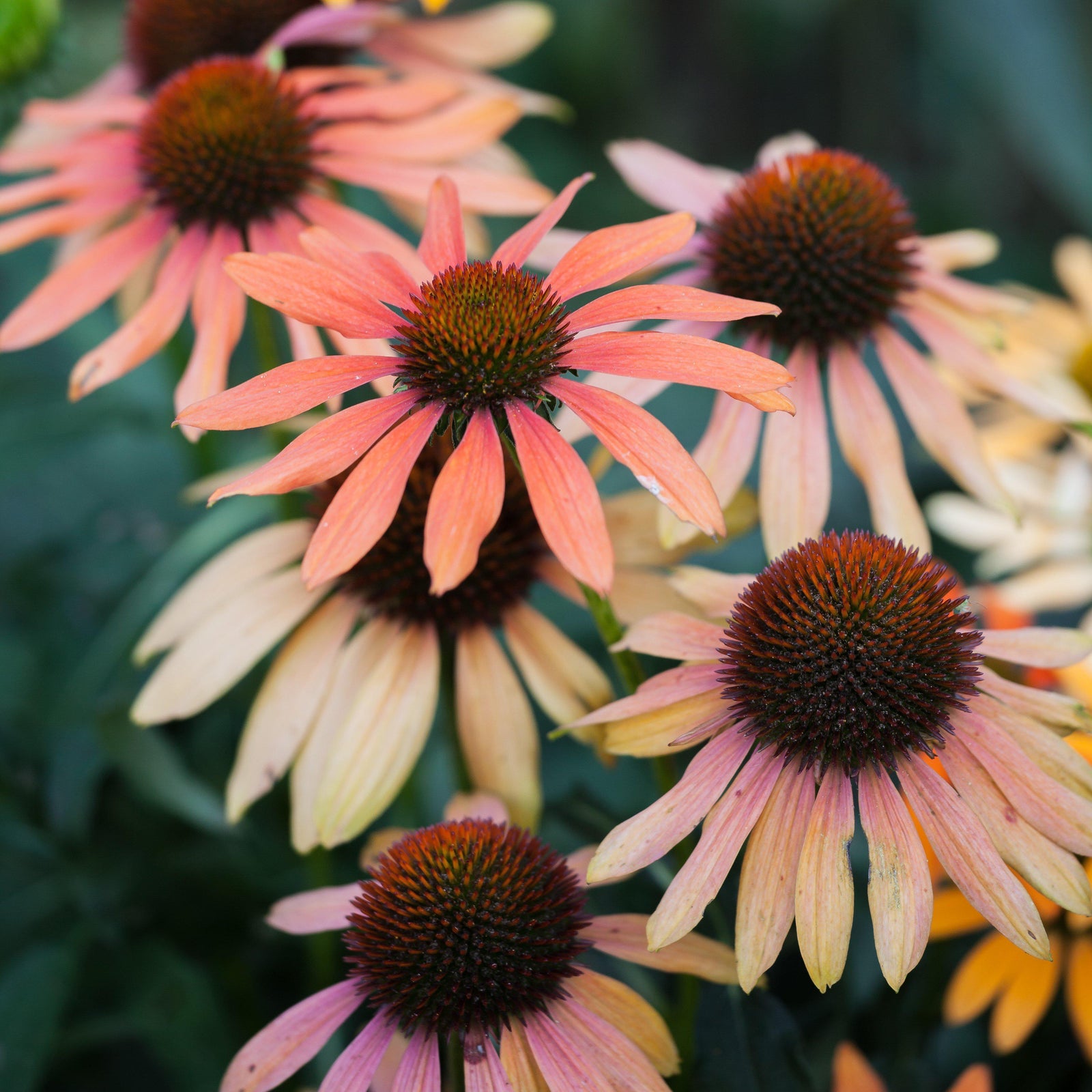 Echinacea 'Evening Glow' ~ Evening Glow Echinacea, Coneflower-ServeScape