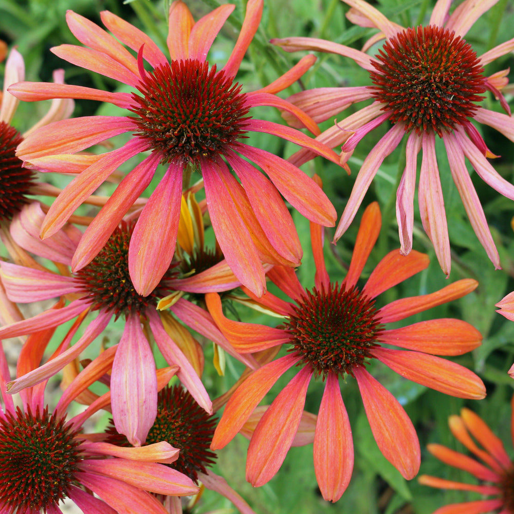 Echinacea  'Jacob Lewis' PP22688 ~ Big Sky™ Jupiter Echinacea - Delivered By ServeScape
