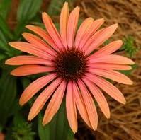 Echinacea 'Jacob Lewis' PP22688 ~ Big Sky™ Jupiter Echinacea-ServeScape