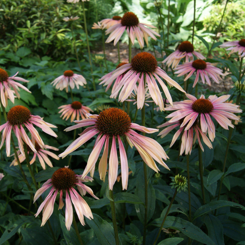 Echinacea 'Katie Saul' PP18783 ~ Big Sky™ Summer Sky Echinacea-ServeScape