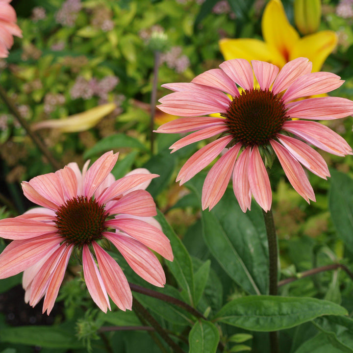 Echinacea 'Katie Saul' PP18783 ~ Big Sky™ Summer Sky Echinacea-ServeScape