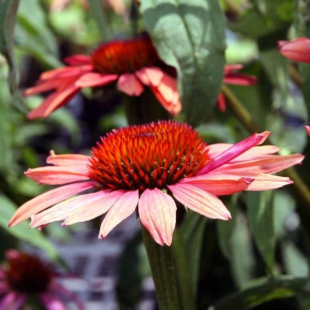 Echinacea 'Katie Saul' PP18783 ~ Big Sky™ Summer Sky Echinacea-ServeScape