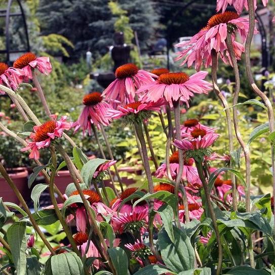 Echinacea 'Katie Saul' PP18783 ~ Big Sky™ Summer Sky Echinacea-ServeScape