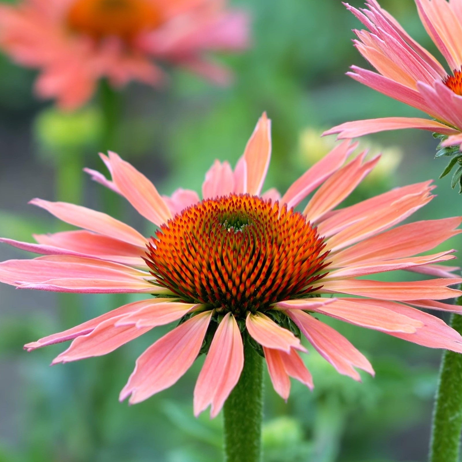 Echinacea 'Katie Saul' PP18783 ~ Big Sky™ Summer Sky Echinacea - Delivered By ServeScape