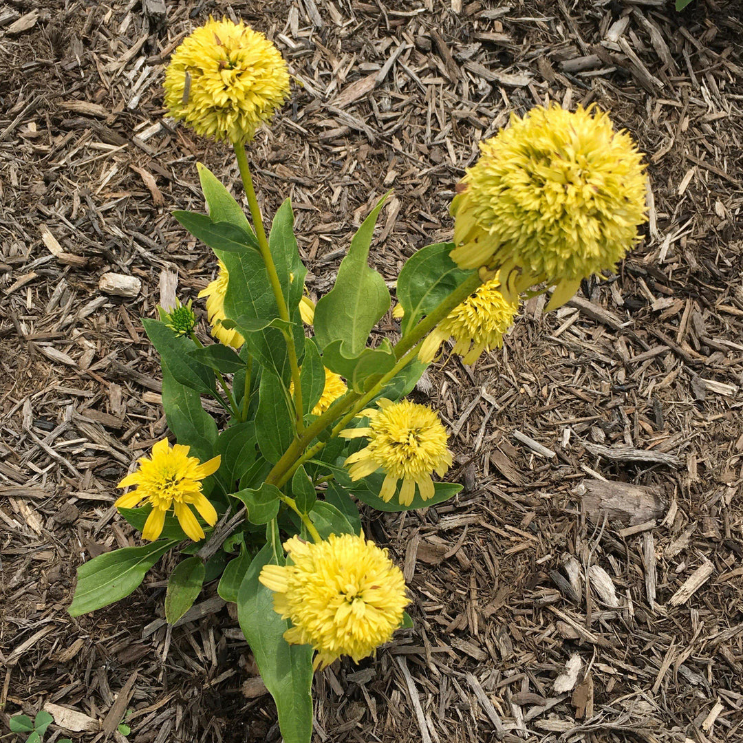Echinacea 'Lemon' ~ Sunny Days™ Lemon Coneflower-ServeScape