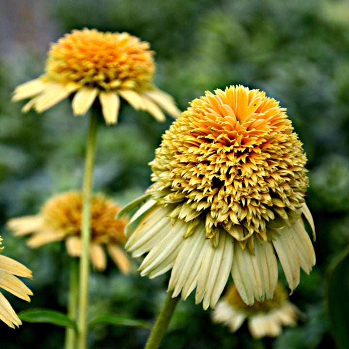 Echinacea 'Lemon' ~ Sunny Days™ Lemon Coneflower-ServeScape