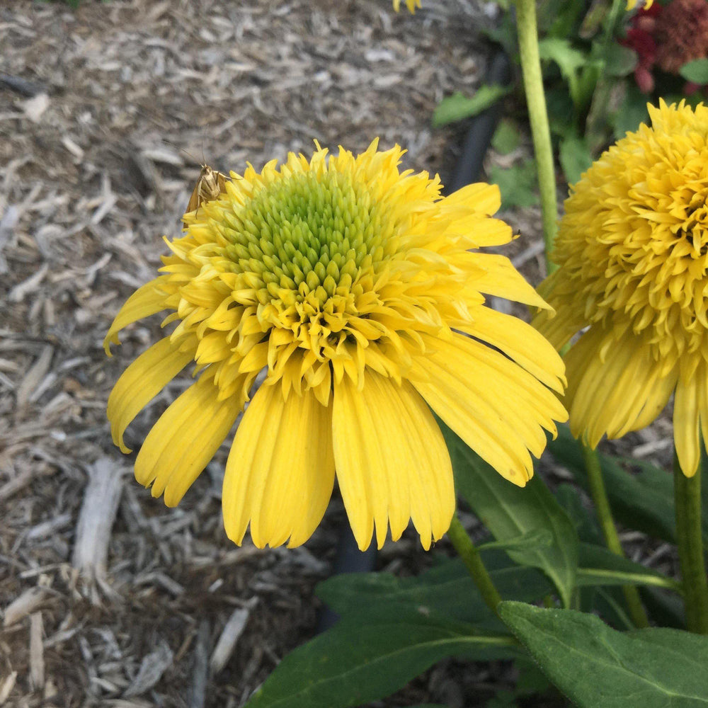 Echinacea 'Lemon' ~ Sunny Days™ Lemon Coneflower-ServeScape
