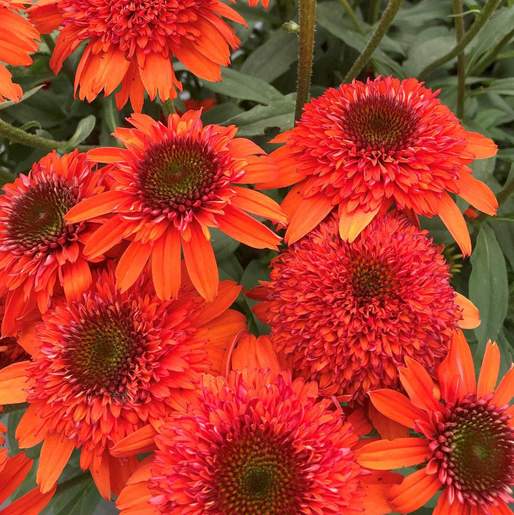 Echinacea x 'Moab Sunset' ~ Moab Sunset Coneflower-ServeScape