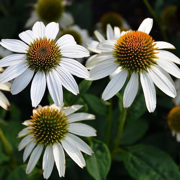 Echinacea 'Noam Saul' PP21024 ~ Crazy White™ Echinacea-ServeScape