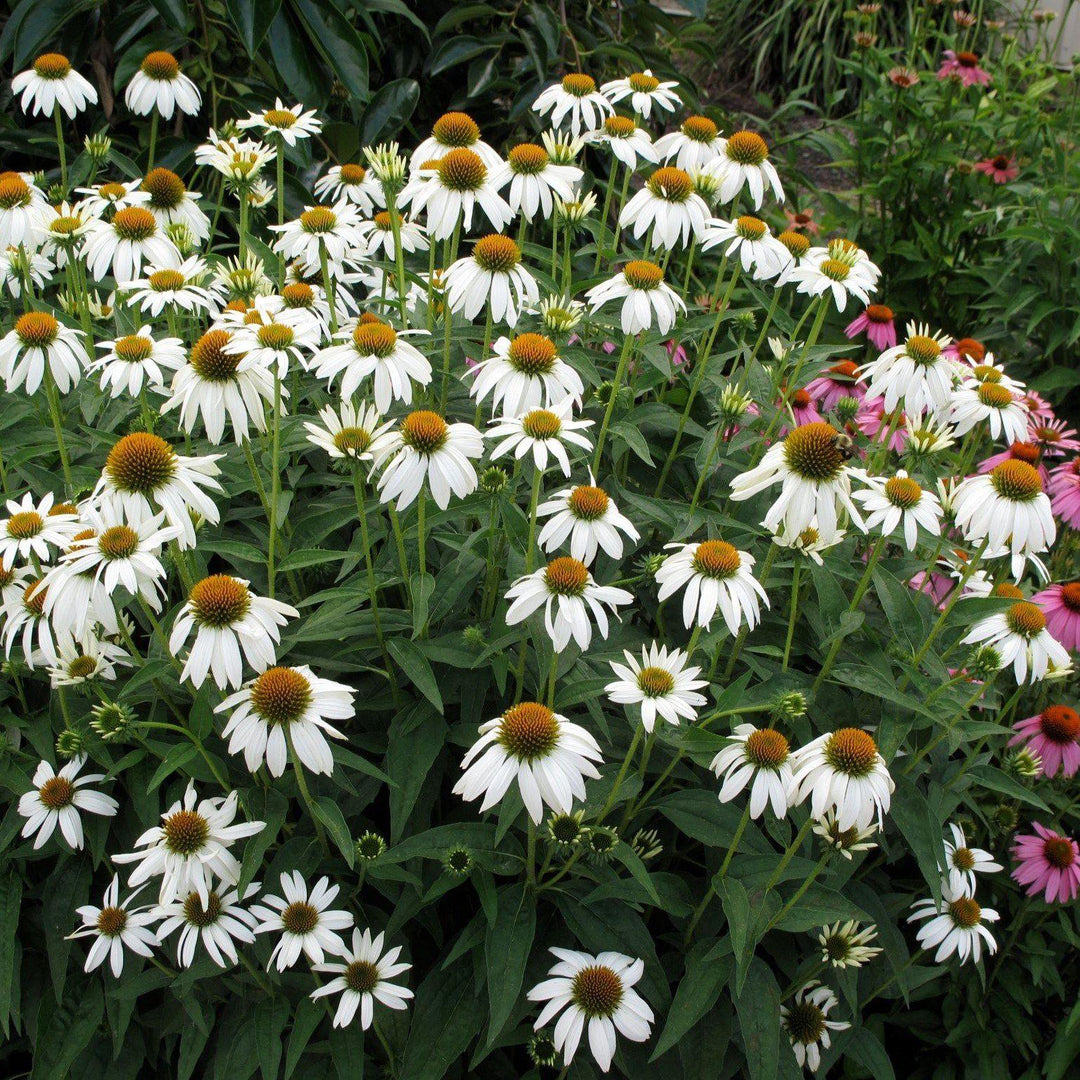 Echinacea 'Noam Saul' PP21024 ~ Crazy White™ Echinacea-ServeScape