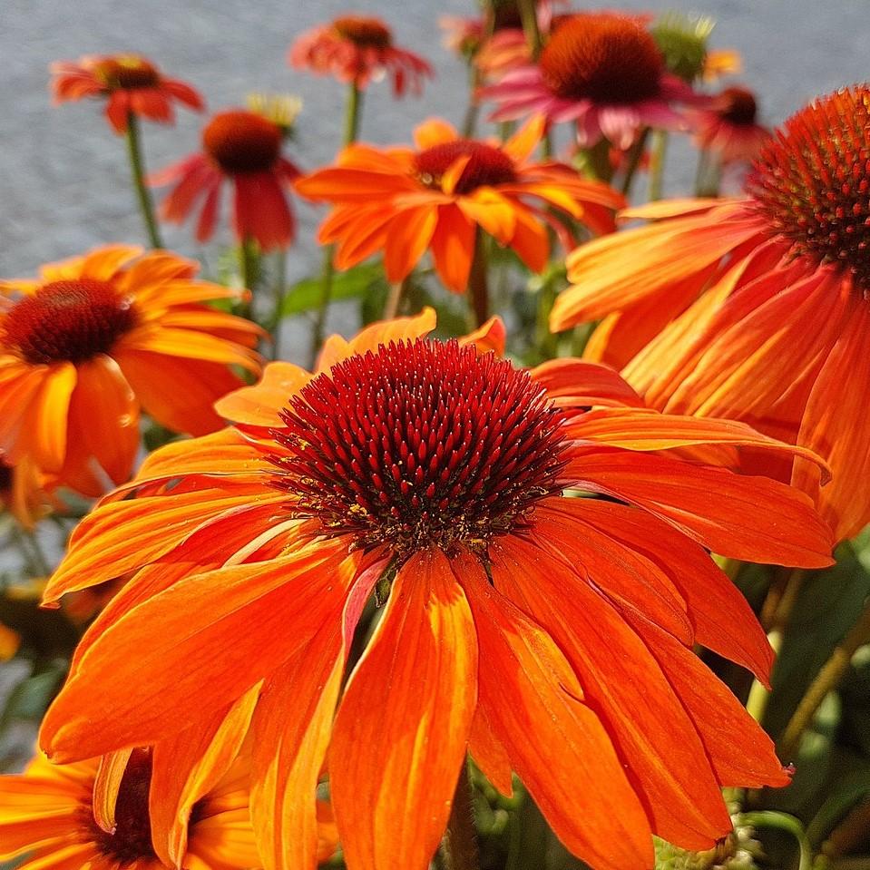 Echinacea 'Orange Skipper' ~ Butterfly™ Orange Skipper Echinacea, Coneflower-ServeScape