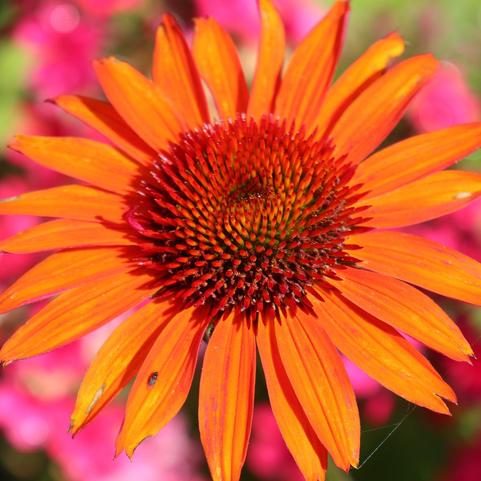 Echinacea 'Orange Skipper' ~ Butterfly™ Orange Skipper Echinacea, Coneflower - Delivered By ServeScape