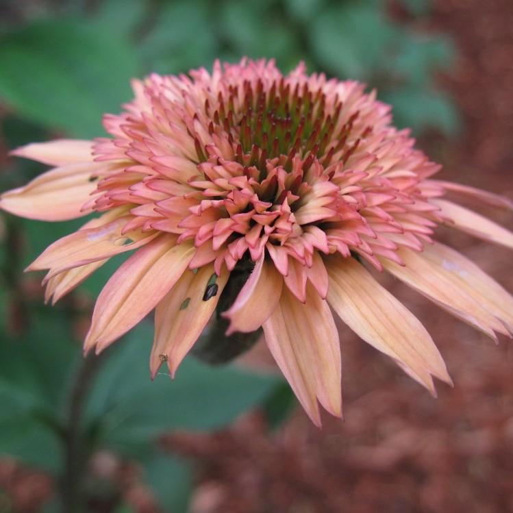 Echinacea 'Raspberry Truffle' ~ Raspberry Truffle Echinacea, Coneflower-ServeScape