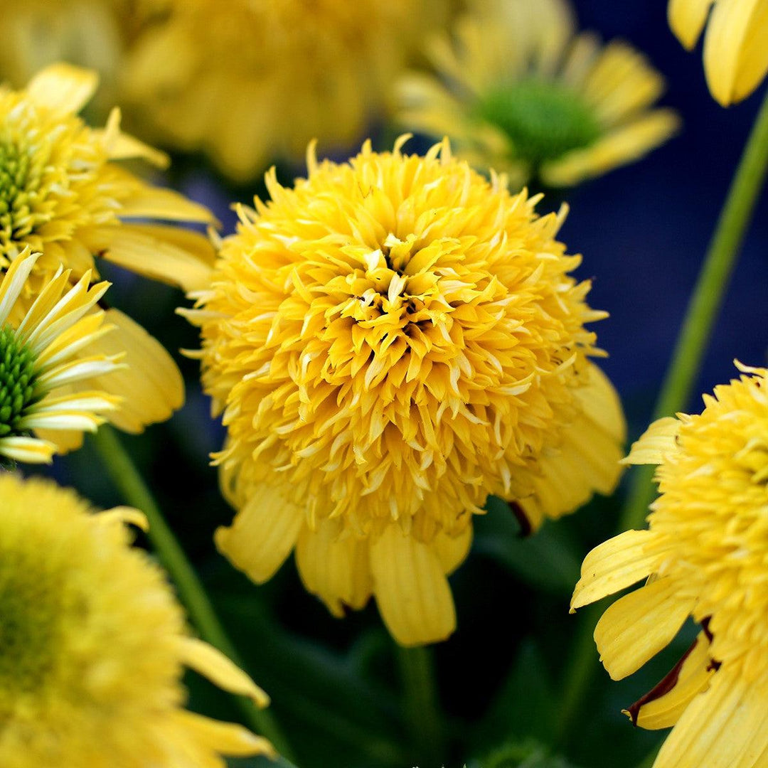Echinacea 'Lemon' ~ Sunny Days™ Lemon Coneflower-ServeScape