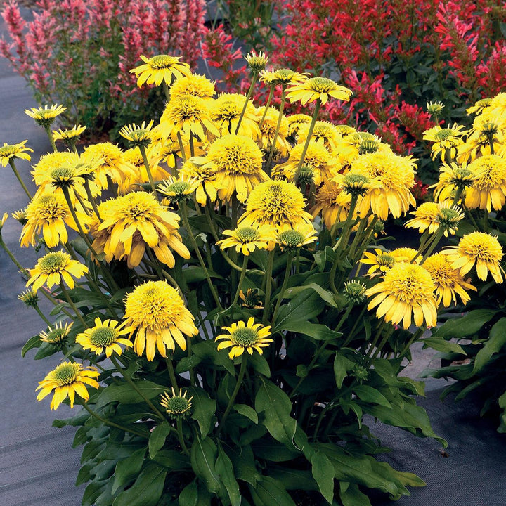 Echinacea 'Lemon' ~ Sunny Days™ Lemon Coneflower-ServeScape