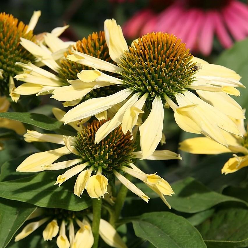 Echinacea 'Sunrise' ~ Big Sky™ Sunrise Echinacea