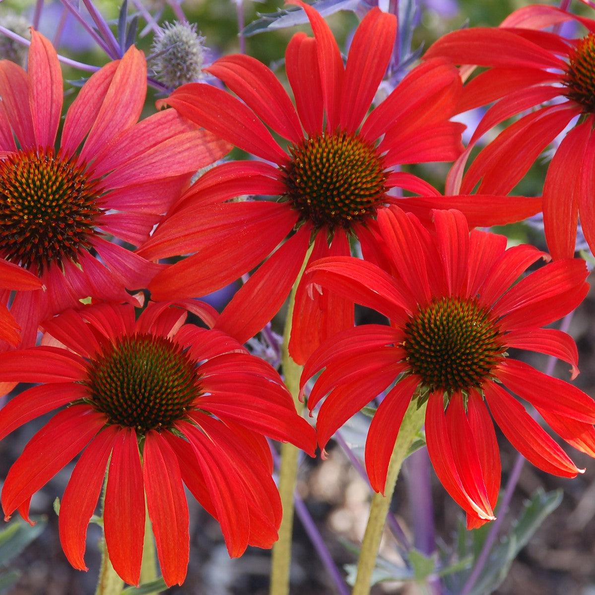 Echinacea 'Tomato Soup' ~ Tomato Soup Echinacea, Coneflower-ServeScape