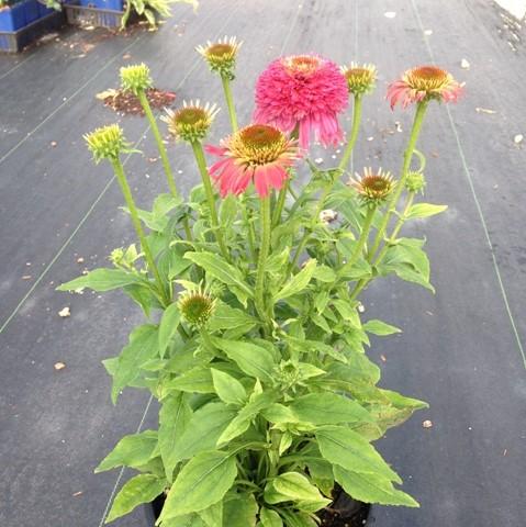 Echinacea hybrida 'Balsceras' ~ Double Scoop™ Raspberry Echinacea, Coneflower-ServeScape