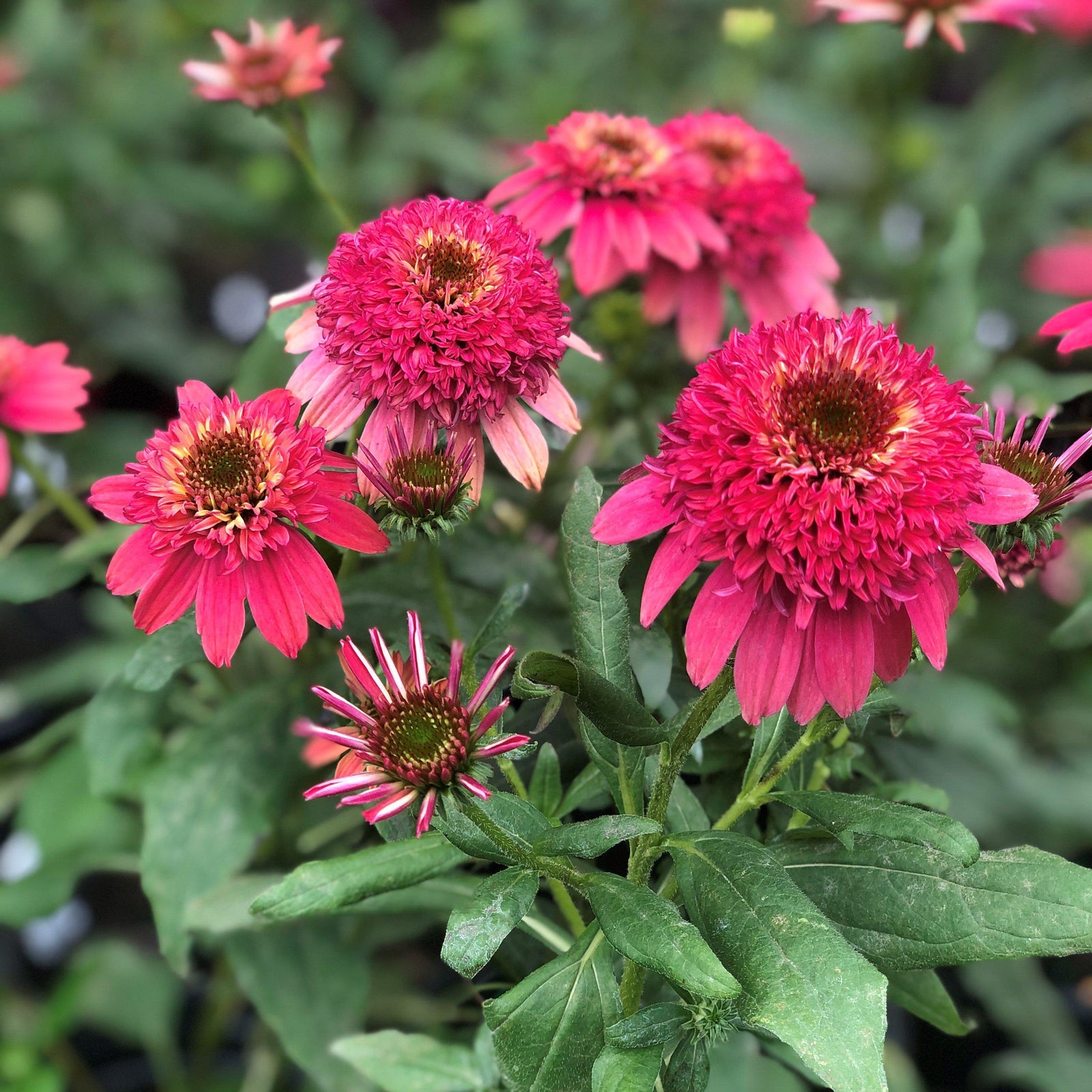 Echinacea hybrida 'Balsceras' ~ Double Scoop™ Raspberry Echinacea, Coneflower-ServeScape
