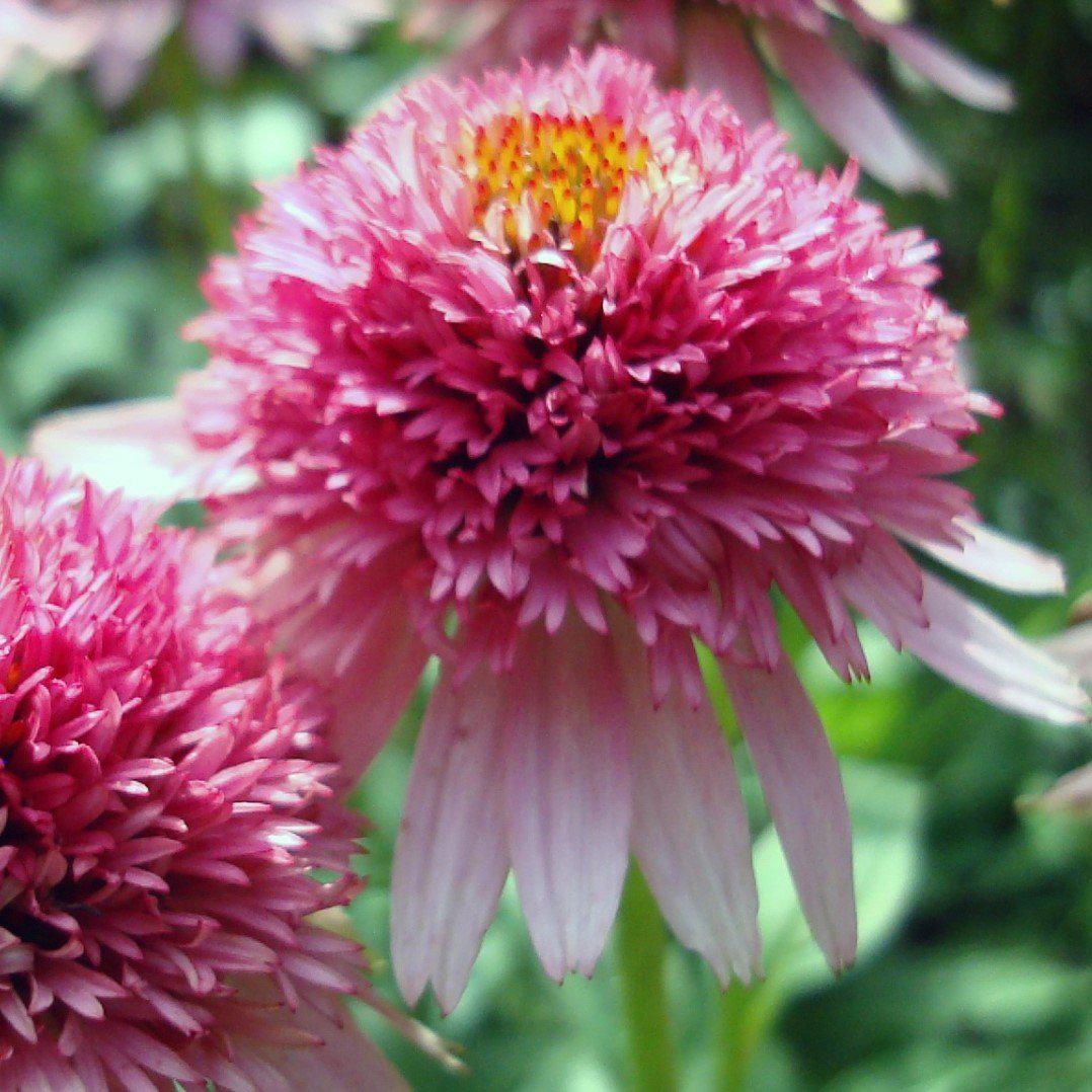 Echinacea purpurea 'Butterfly Kisses' ~ Cone-fections™ Butterfly Kisses Echinacea, Coneflower - Delivered By ServeScape