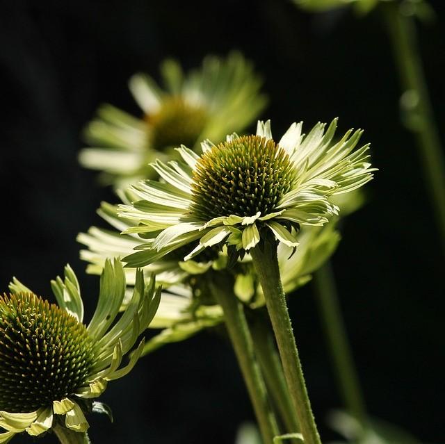 Echinacea purpurea 'Green Jewel' ~ Green Jewel Echinacea, Coneflower-ServeScape