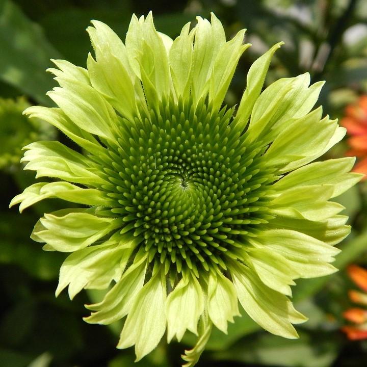 Echinacea purpurea 'Green Jewel' ~ Green Jewel Echinacea, Coneflower-ServeScape