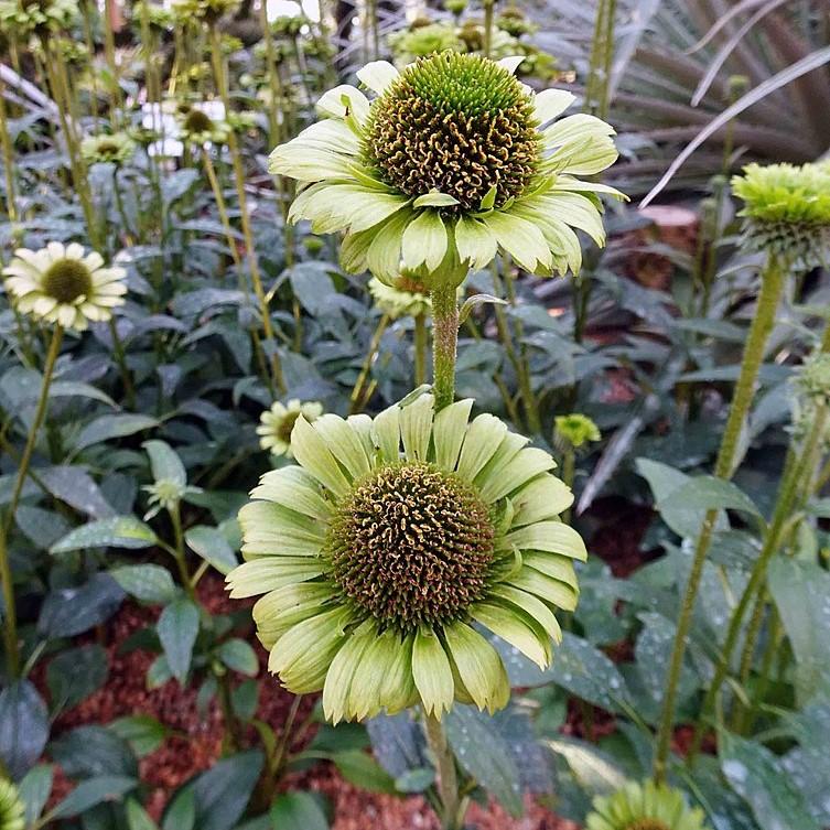 Echinacea purpurea 'Green Jewel' ~ Green Jewel Echinacea, Coneflower-ServeScape