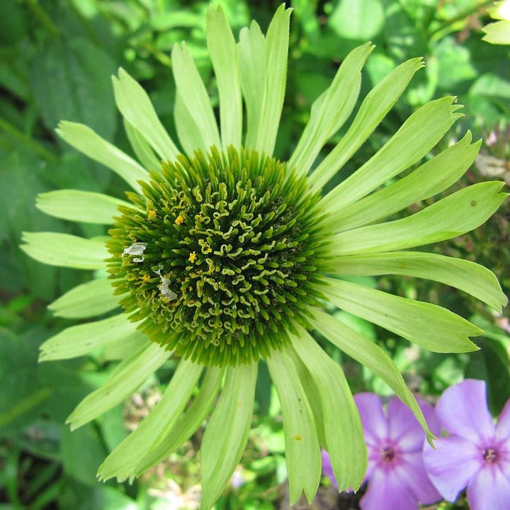 Echinacea purpurea 'Green Jewel' ~ Green Jewel Echinacea, Coneflower-ServeScape