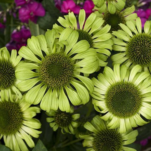 Echinacea purpurea 'Green Jewel' ~ Green Jewel Echinacea, Coneflower - Delivered By ServeScape