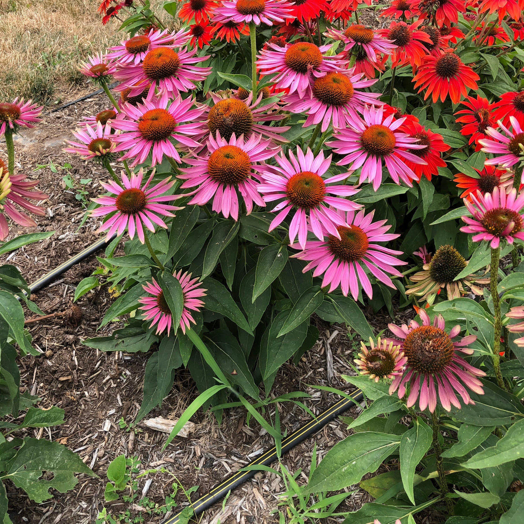 Echinacea purpurea 'Green Twister' ~ Green Twister Echinacea, Coneflower-ServeScape