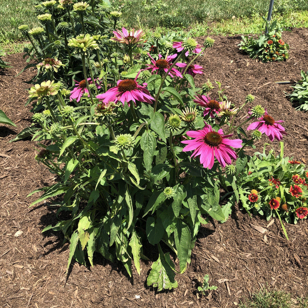 Echinacea purpurea 'Green Twister' ~ Green Twister Echinacea, Coneflower-ServeScape